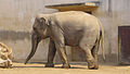 Juu Unneroard Elephas maximus bengalensis fon dän Asiatisken Elefant (Elephas maximus) as Biespiel foar dän Sleek Elephas.