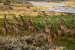 Giraffod yn Arusha.