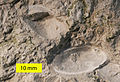 Image 8The large ostracod Herrmannina from the Silurian (Ludlow) Soeginina Beds (Paadla Formation) on eastern Saaremaa Island, Estonia (from Ostracod)