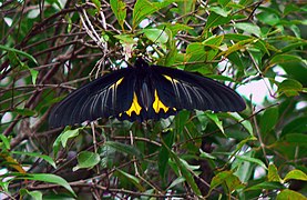 Southern birdwing, the largest butterfly in South India; wingspan: 140 mm (5.5 in) to 190 mm (7.5 in)