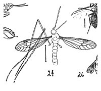 Tipula inflexa fig 24 N. Théobald 1937 holotype éch. Inst. Géol. Clermont-Ferrand x2; p.343 pl. XX, Insectes d'Aix 19-26