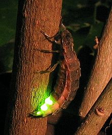 Photo of a glowing firefly