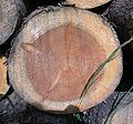 心材と辺材の区別が明瞭なマツ属木材