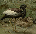 Bengal florican, a threatened species conserved in the Orang National Park