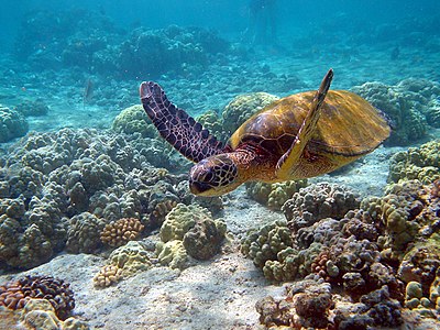 Chelonia mydas pe un recif de corali din Hawaii. Deși specia pe cale de dispariție este protejată, pierderea habitatului din cauza dezvoltării umane este un motiv major pentru pierderea plajelor de cuibărit la țestoase verzi