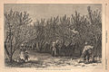 Image 8Picking Peaches in Delaware, an illustration in an 1878 issue of Harper's Weekly (from Delaware)