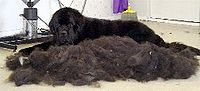Seekor anjing Newfoundland yang baring di sebelah lapis bulu bawah musimannya yang ditanggalkan dengan sikat