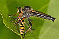 Common brown robberfly
