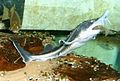 Great sturgeon or beluga (Huso huso) feeding on another fish
