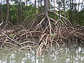 Arrels paliformes de manglars.