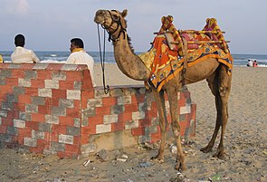 A camel on the beach in Puducherry, India