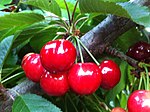 Chilenska körsbär. Chile är en av de fem bästa producenterna av söta körsbär i världen.