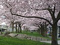 Cherry trees in the Japanese American Historical Plaza, Tom McCall Waterfront Park