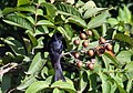 Fruit, leaves & black drongo (Kolkata, West Bengal, India)