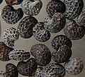Macro photograph of poppy seeds