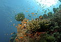 Coral reef in Jolly Buoy Island, Andaman