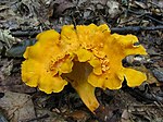 A large, golden-coloured mushroom with an irregular cap growing from leaflitter