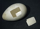 Лушпа од јајце од пингвин, добиена од учесниците во кампањата