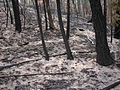 In many areas the fire burned so hot that it reduced ground cover to bare soil