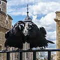 Image 27Two of the current Ravens of the Tower of London. The ravens' presence is traditionally believed to protect the Crown and the tower; a superstition holds that "if the Tower of London ravens are lost or fly away, the Crown will fall and Britain with it". (from Culture of the United Kingdom)
