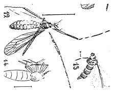 Tipula indura : fig 12 selon Nicolas Théobald 1937 holotype éch. C49 fig 12; p145 pl. XI Insectes du Sannoisien du Gard