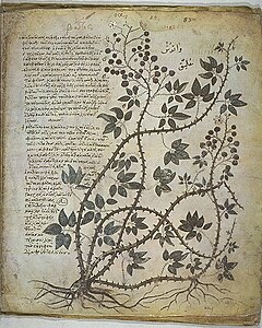 شجرة عليق مصوّرة في مخطوطة ديسقوريدوس فيينا.