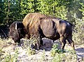 Wood bison (not pure) in Wood Buffalo National Park