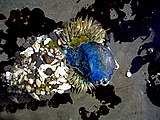 A starburst anemone (Anthopleura sola) consuming a by-the-wind-sailor (Velella velella), a blue hydrozoan