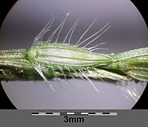 Épillets de la sous-espèce pectiniformis