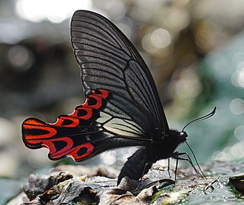 فراشة ذكر من نوع پاپيليو ماراهو المُصنَّفة على أنها قريبة من خطر الانقراض، وهي إحدى أنواع صف الفراشات خطَّافيَّة الذيل. موطنها الطبيعي في تايوان بِشرق آسيا