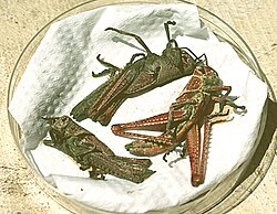 Rode sprinkhanen (Nomadacris septemfasciata) gedood door Metarhizium acridum tijdens een biologische-bestrijdingscampagne.