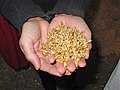 Image 17Malted barley before kilning or roasting (from Brewing)