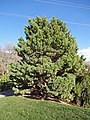 Image 36Globosa, a cultivar of Pinus sylvestris, a northern European species, in the North American Red Butte Garden (from Conifer)