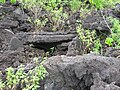 Po 1969 m. išsiveržimo likusi suakmenėjusi lava