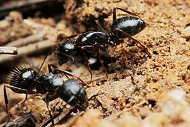 Ouvrières Camponotus aethiops.