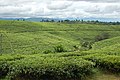Image 37Tea fields in Tukuyu (from Tanzania)