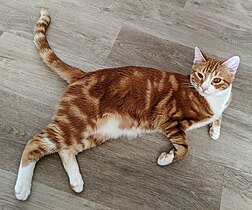 Orange-blotched tabby-and-white cat