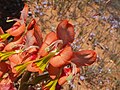 Gladiolus alatus, Clanwilliam, RSA