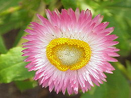 Darželinis šlamutis (Helichrysum bracteatum)