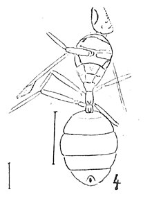 Solenopsis alena - Solenopsis major mâle N. Théobald 1937 Holotype éch. R750 x3,5 p.301 pl XIV Hyménoptères su Sannoisien de Kleinkembs.