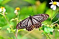 Lesser mime (Papilio epycides)