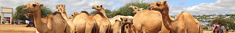 Camels on sale at Baidoa livestock market in Somalia on November 7, 2019