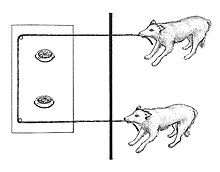 Sketch of two dogs pulling a rope attached to a platform baited with food