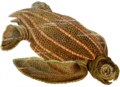 En detalle, la figura 1: Dermochelys coriacea.