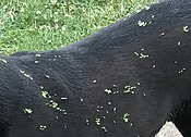 Seed dispersal by animals: many hooked Geum urbanum fruits attached to a dog's fur