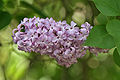 Lilac flower and leaves