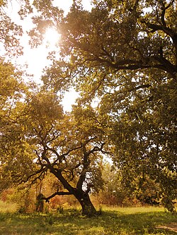 Вековни летни дъбове, северният край на резервата