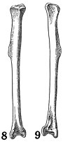 Tibiotarso esquerdo (holótipo) em duas perspectivas.