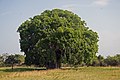 Tanzanijoje žaluma pasidabinęs tikrasis baobabas (Adansonia digitata)