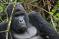 Image 35The endangered mountain gorilla; half of its population live in the DRC's Virunga National Park, making the park a critical habitat for these animals. (from Democratic Republic of the Congo)